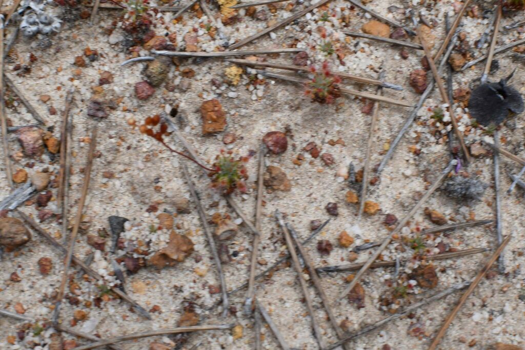 Drosera grievei, Lake Grace, AU-WA, AU
