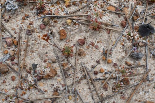 Drosera grievei