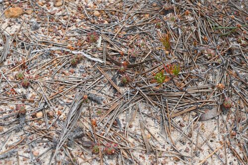 Drosera grievei
