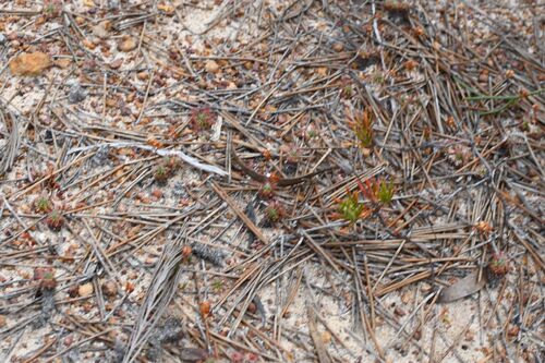 Drosera grievei