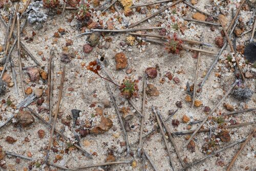 Drosera grievei