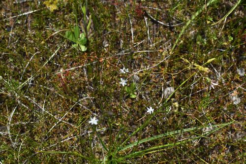 Pale Grass Lily (Caesia micrantha)