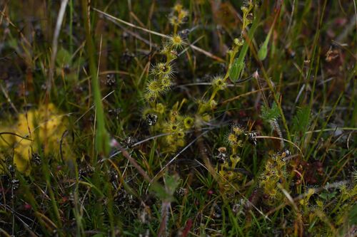 Drosera ramellosa