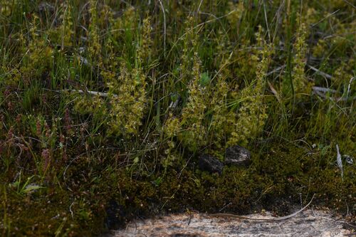 Drosera ramellosa