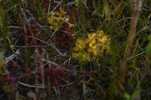 red-leaved sundew
