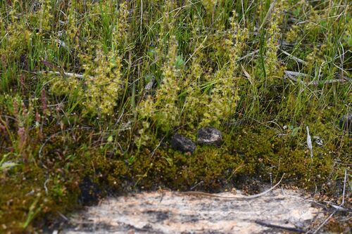 Drosera ramellosa