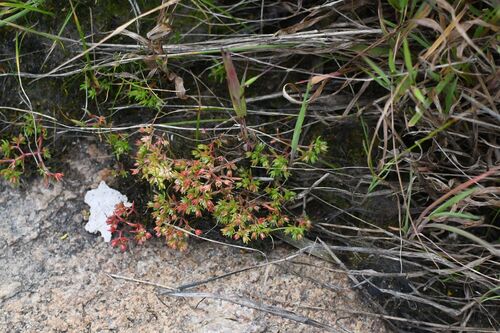 Scilly Pigmyweed
