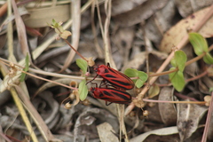 Sphenoclypeana parana