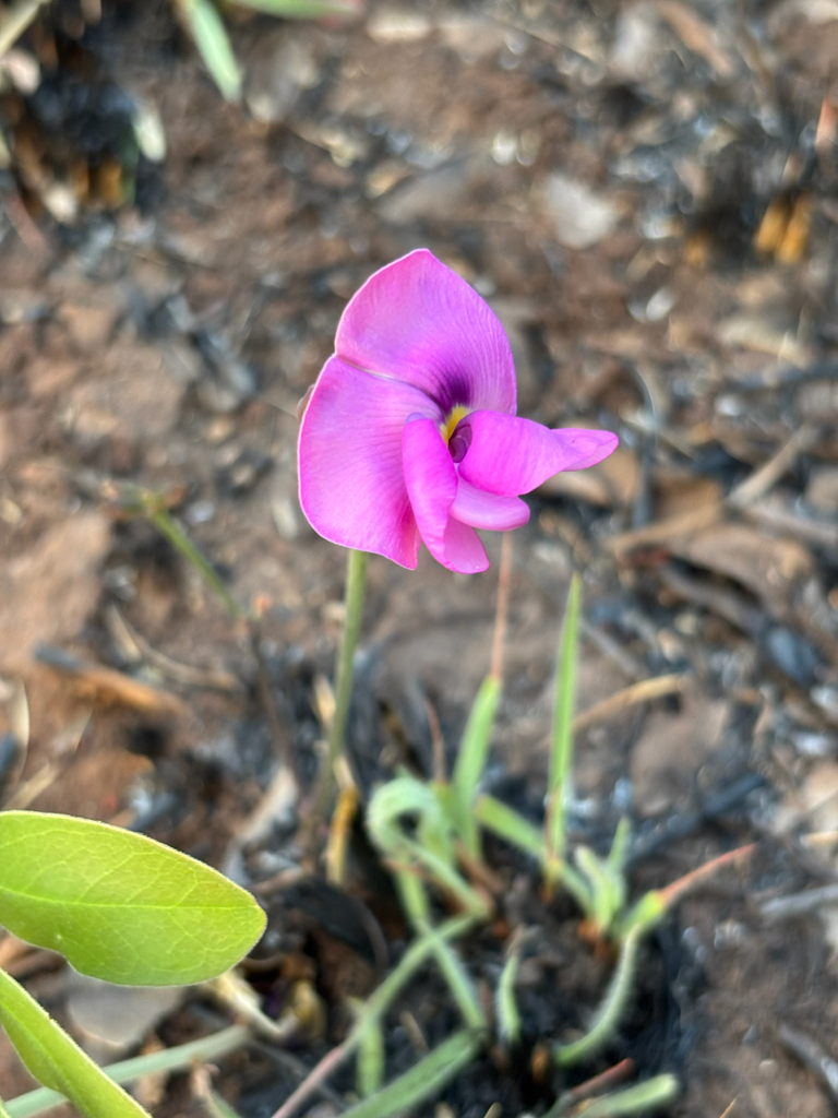 Vigna antunesii