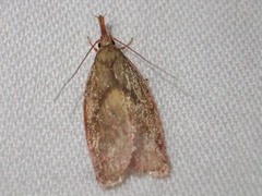 Enchocrates glaucopis