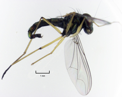 Parentia titirangi