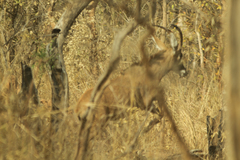 Hippotragus equinus koba