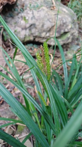 Carex aethiopica