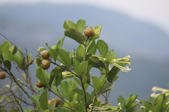 Posoqueria latifolia