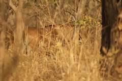 Hippotragus equinus koba