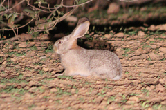Lepus victoriae