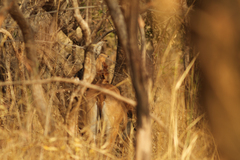 Hippotragus equinus koba