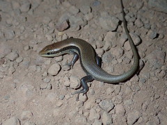 Trachylepis affinis