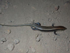 Trachylepis affinis