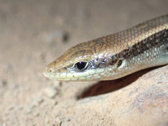 Trachylepis affinis