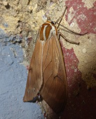 Amastus supersimilis