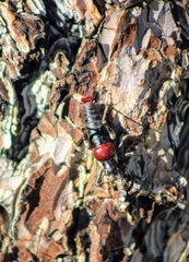 Phymonotus jacintotopos