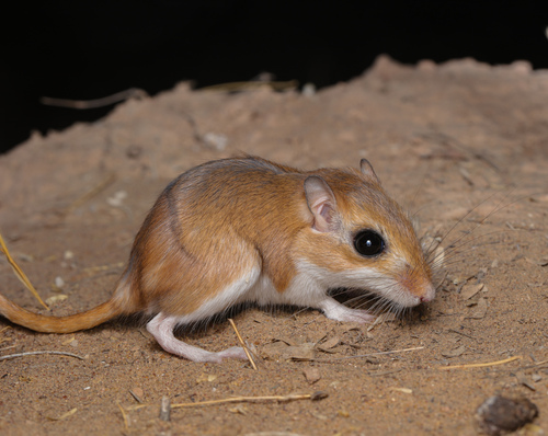 Cheesman's Gerbil
