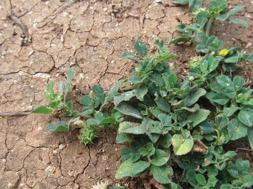 Barrelclover (Medicago truncatula)