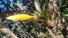 Tillandsia cryptopoda