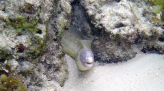 Gymnothorax griseus