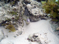 Gymnothorax griseus