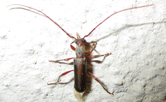 Ossibia fuscata
