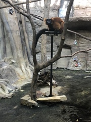 Varecia rubra