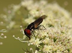 Chrysogaster solstitialis