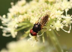 Chrysogaster solstitialis