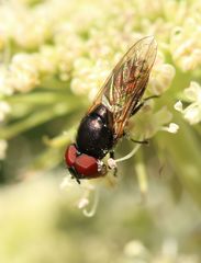 Chrysogaster solstitialis
