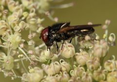 Chrysogaster solstitialis