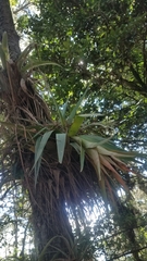 Tillandsia mateoensis