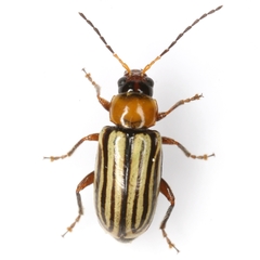 Triarius vittipennis
