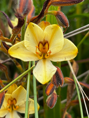 Orange Pagoda (Wachendorfia brachyandra)