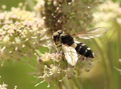 Leucozona laternaria