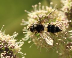Leucozona laternaria