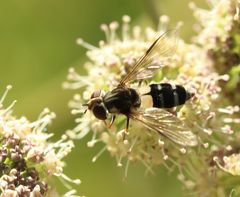 Leucozona laternaria