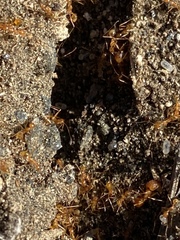 Pheidole desertorum