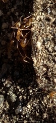 Pheidole desertorum