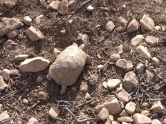 Testudo graeca