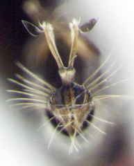 Parentia titirangi
