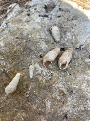 Rumina decollata