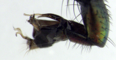 Parentia titirangi