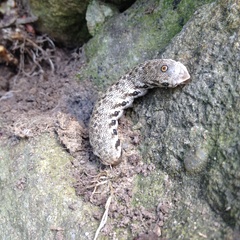 Proserpinus proserpina